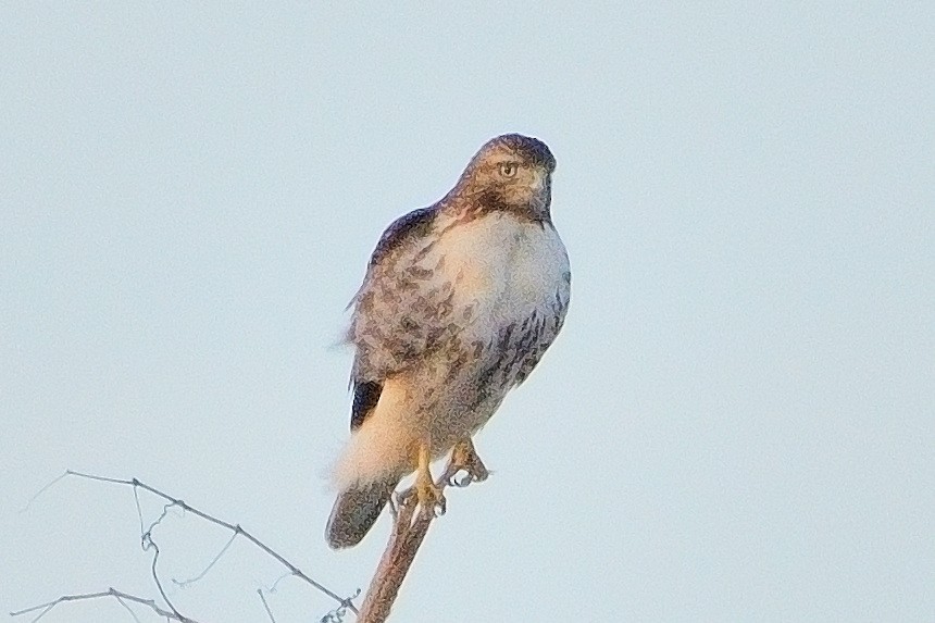 Red-tailed Hawk - John Gordinier