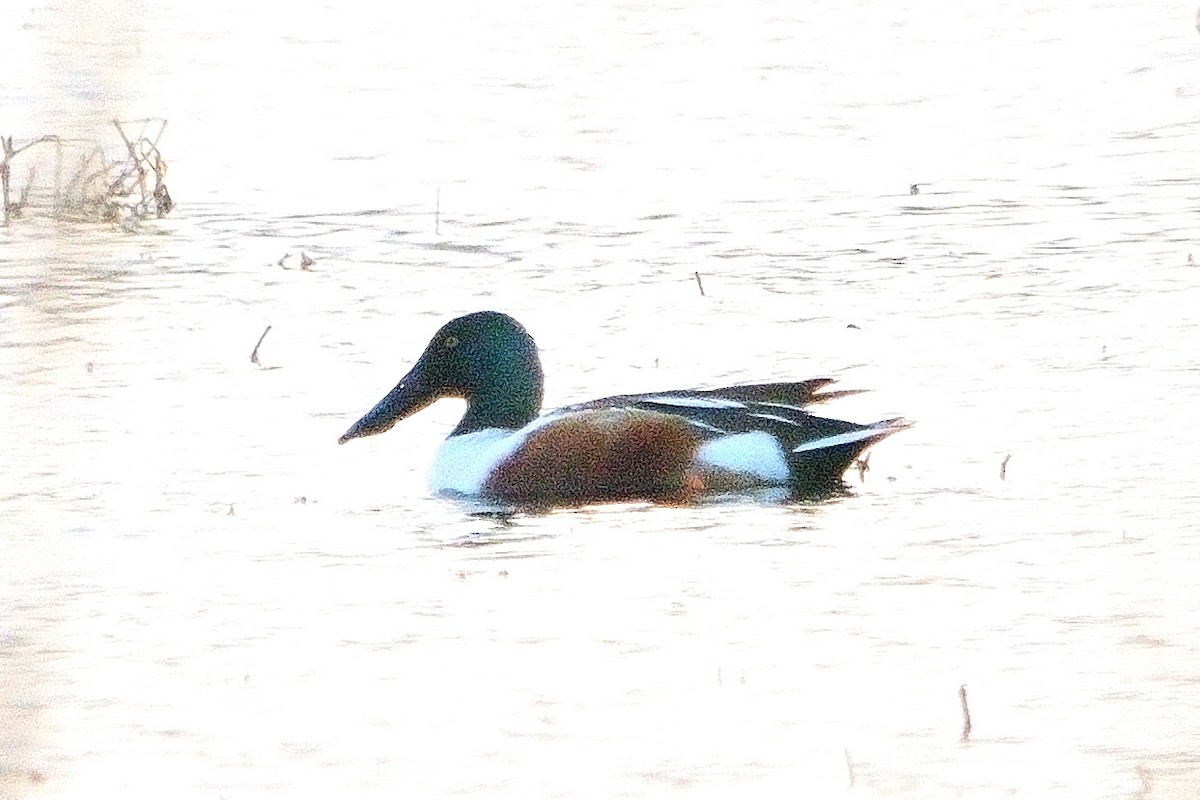 Northern Shoveler - John Gordinier