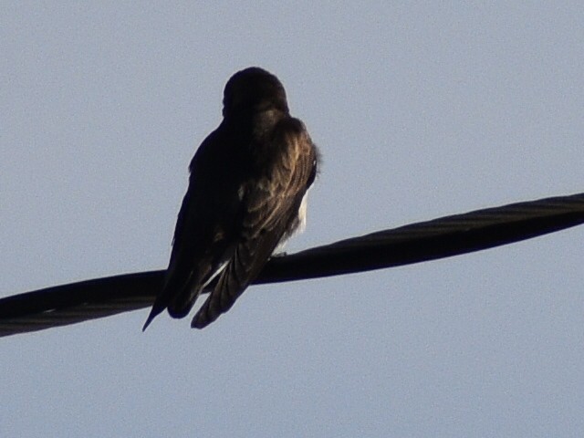 Northern Rough-winged Swallow - ML615895422