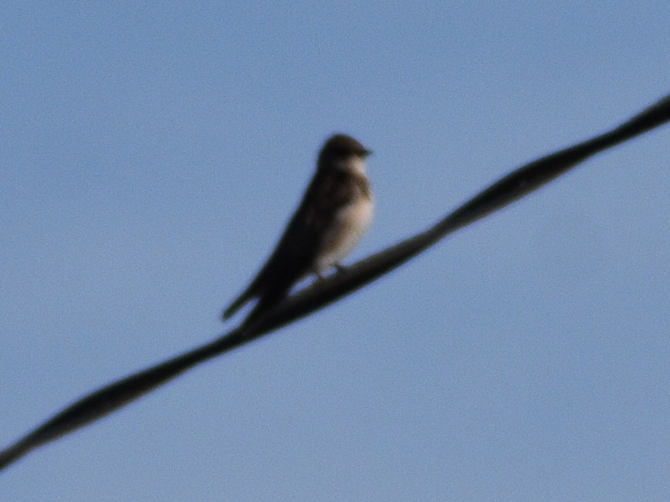 Northern Rough-winged Swallow - ML615895424