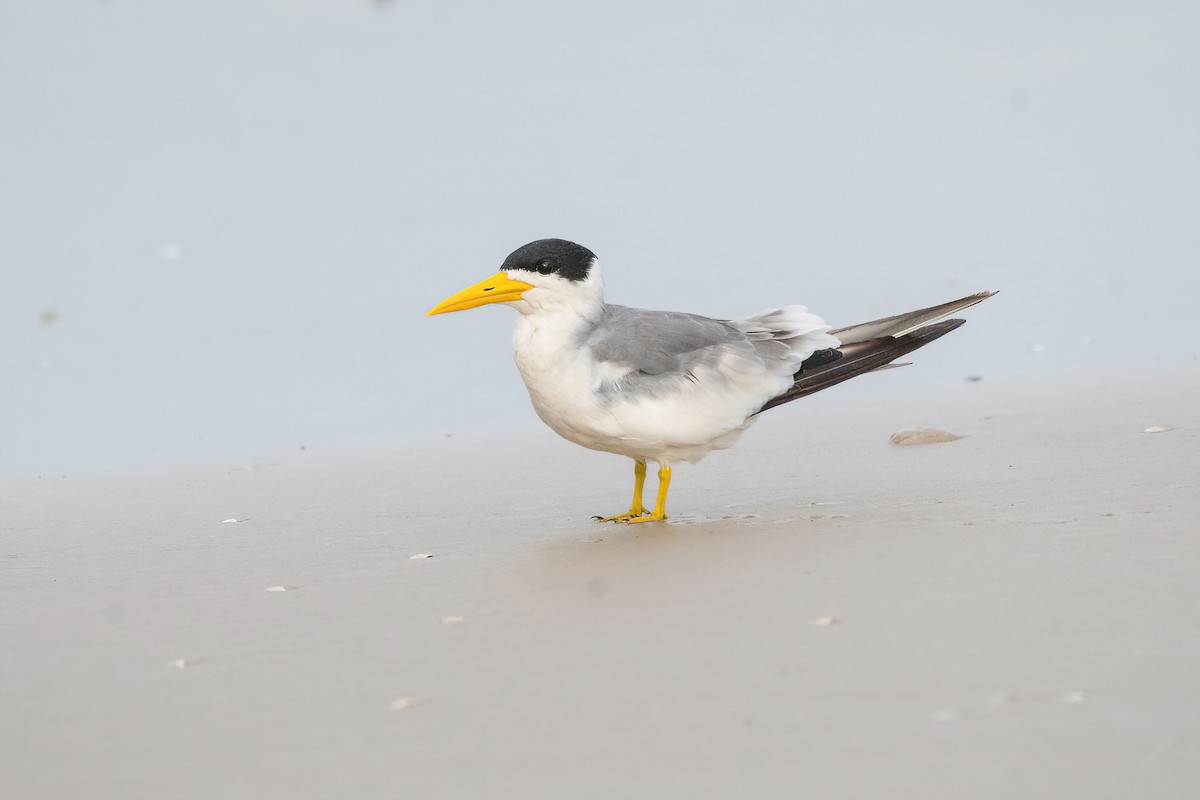 Large-billed Tern - ML615895447