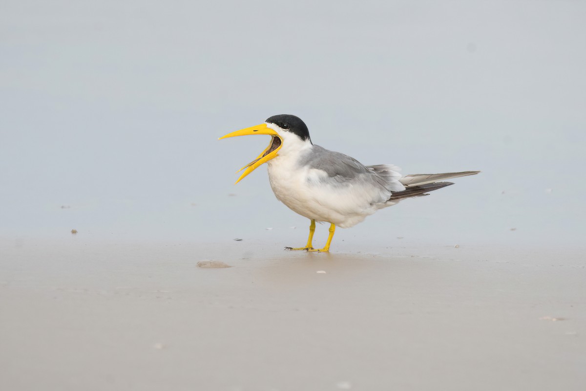 Large-billed Tern - ML615895448