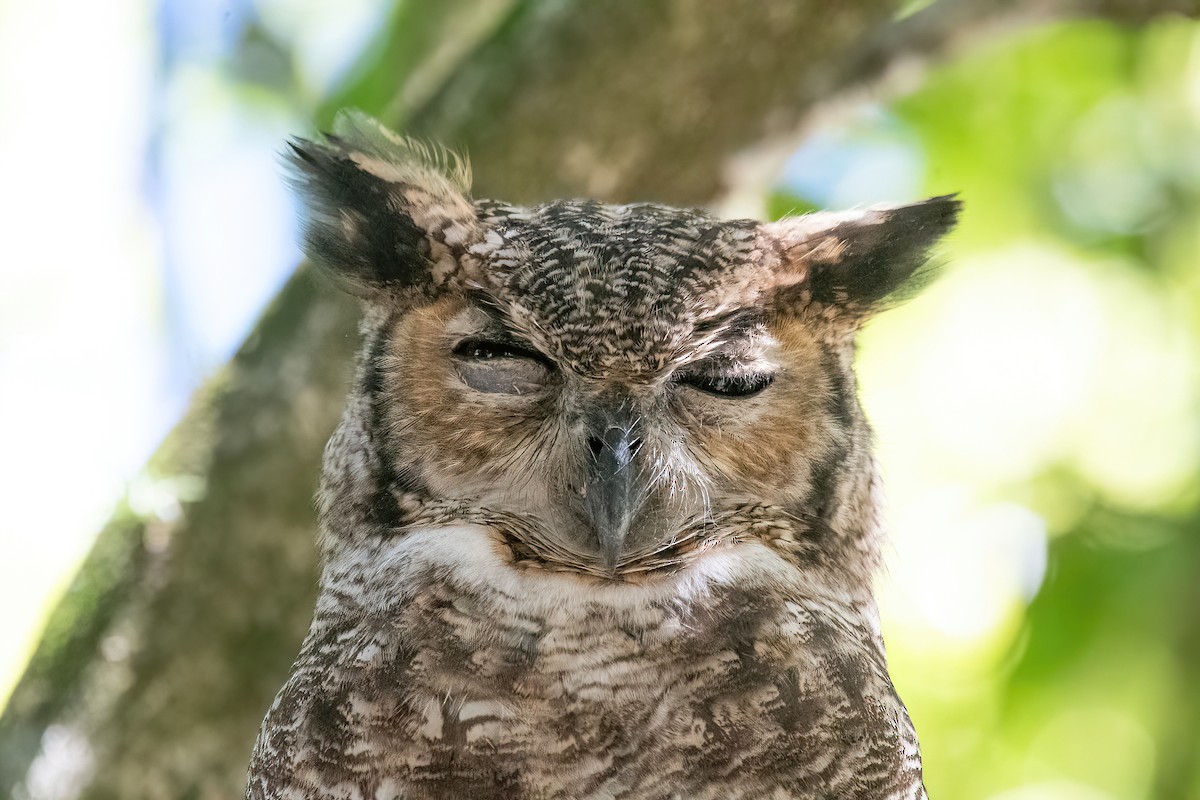 Great Horned Owl - ML615895453