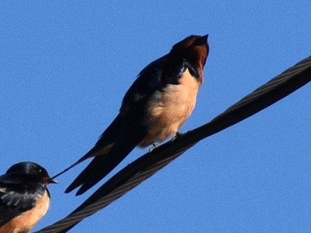 Golondrina Común - ML615895464