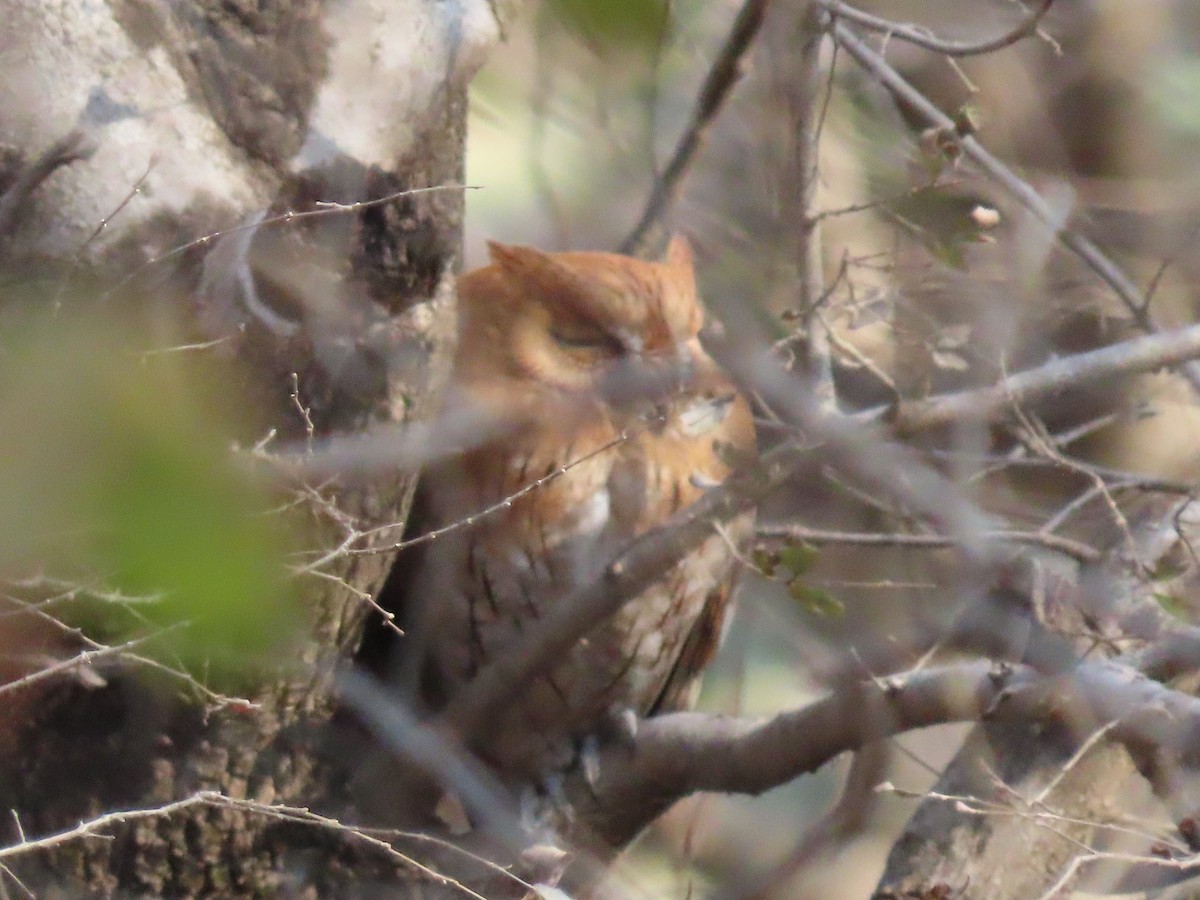 Oriental Scops-Owl - Bryce Harrison