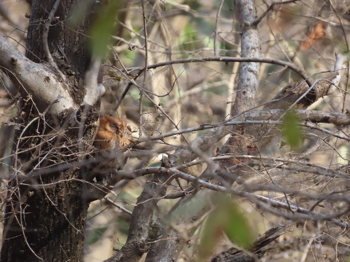 Oriental Scops-Owl - Bryce Harrison