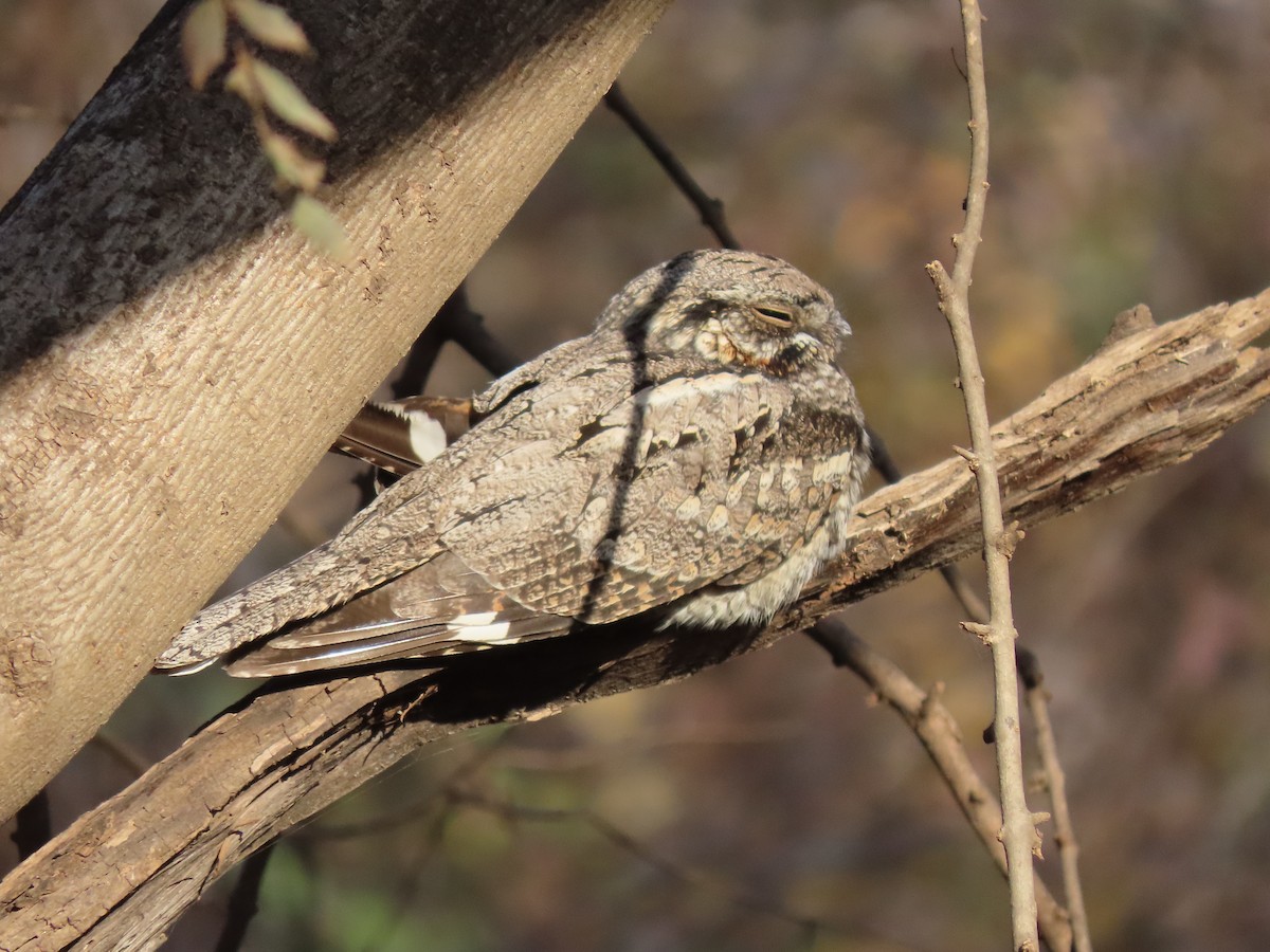 Jungle Nightjar - ML615895537