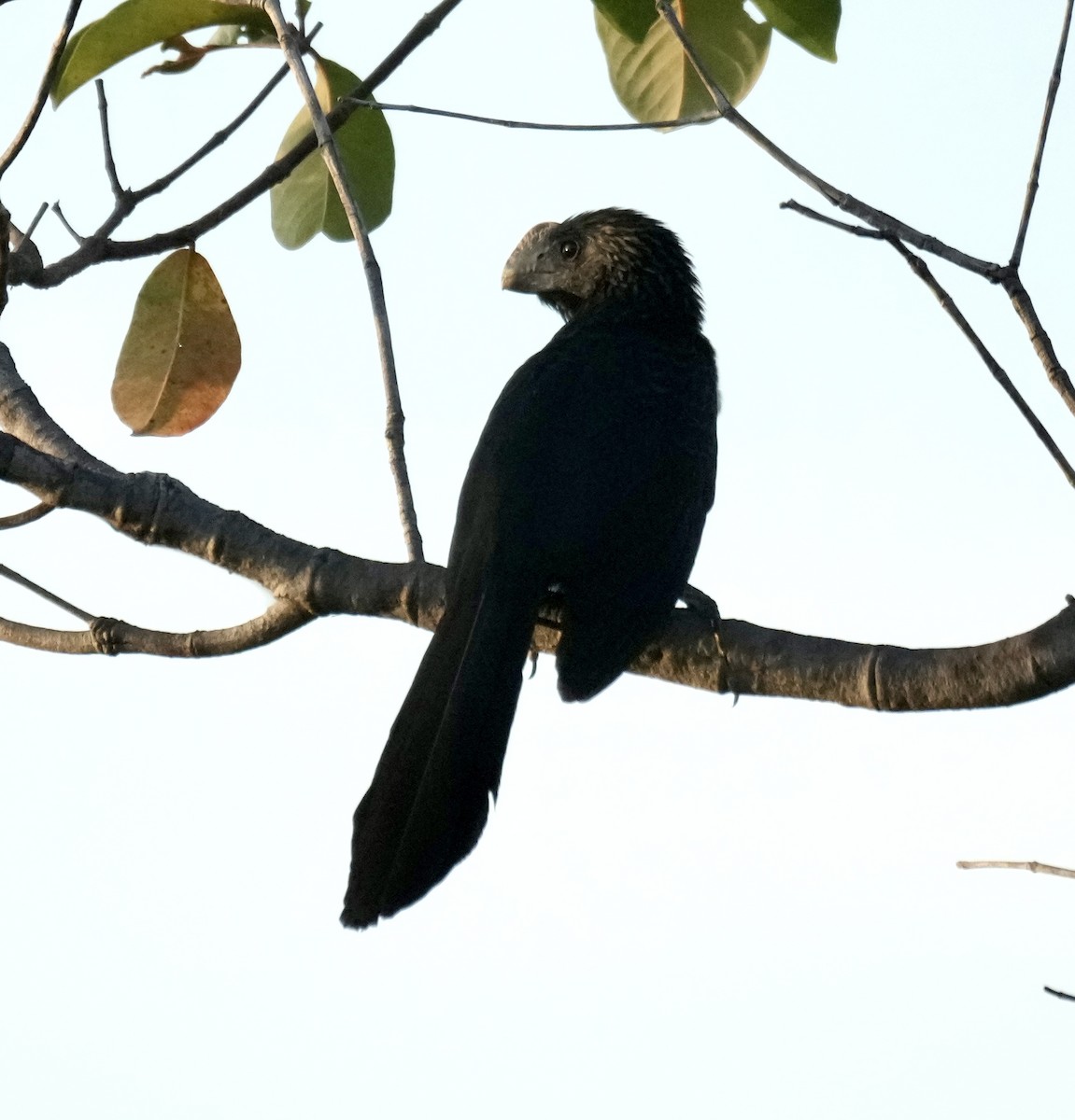 Smooth-billed Ani - ML615895548