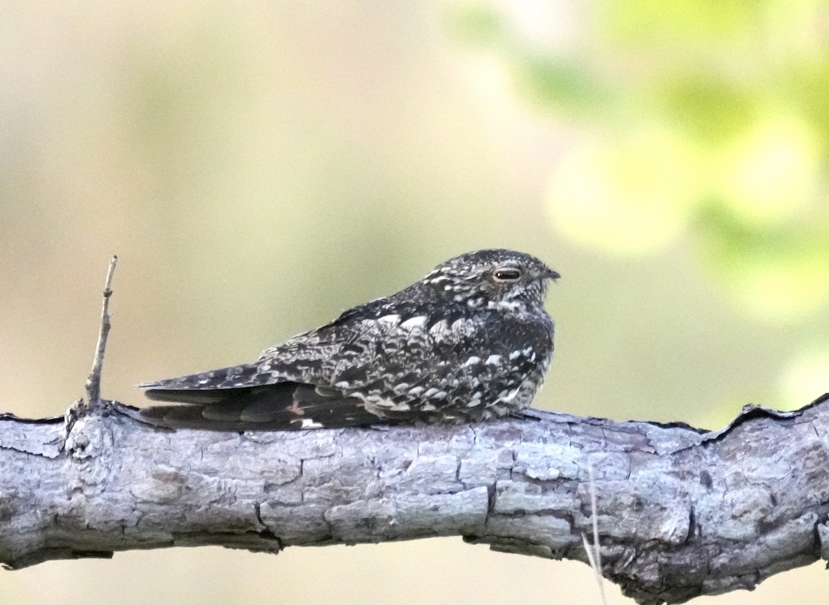 Lesser Nighthawk - ML615895555