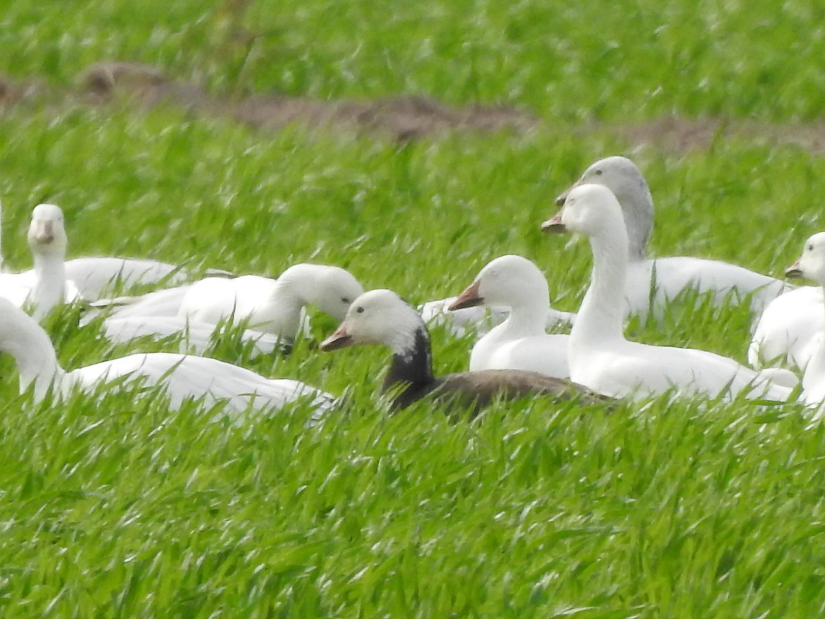 Snow Goose - ML615895603