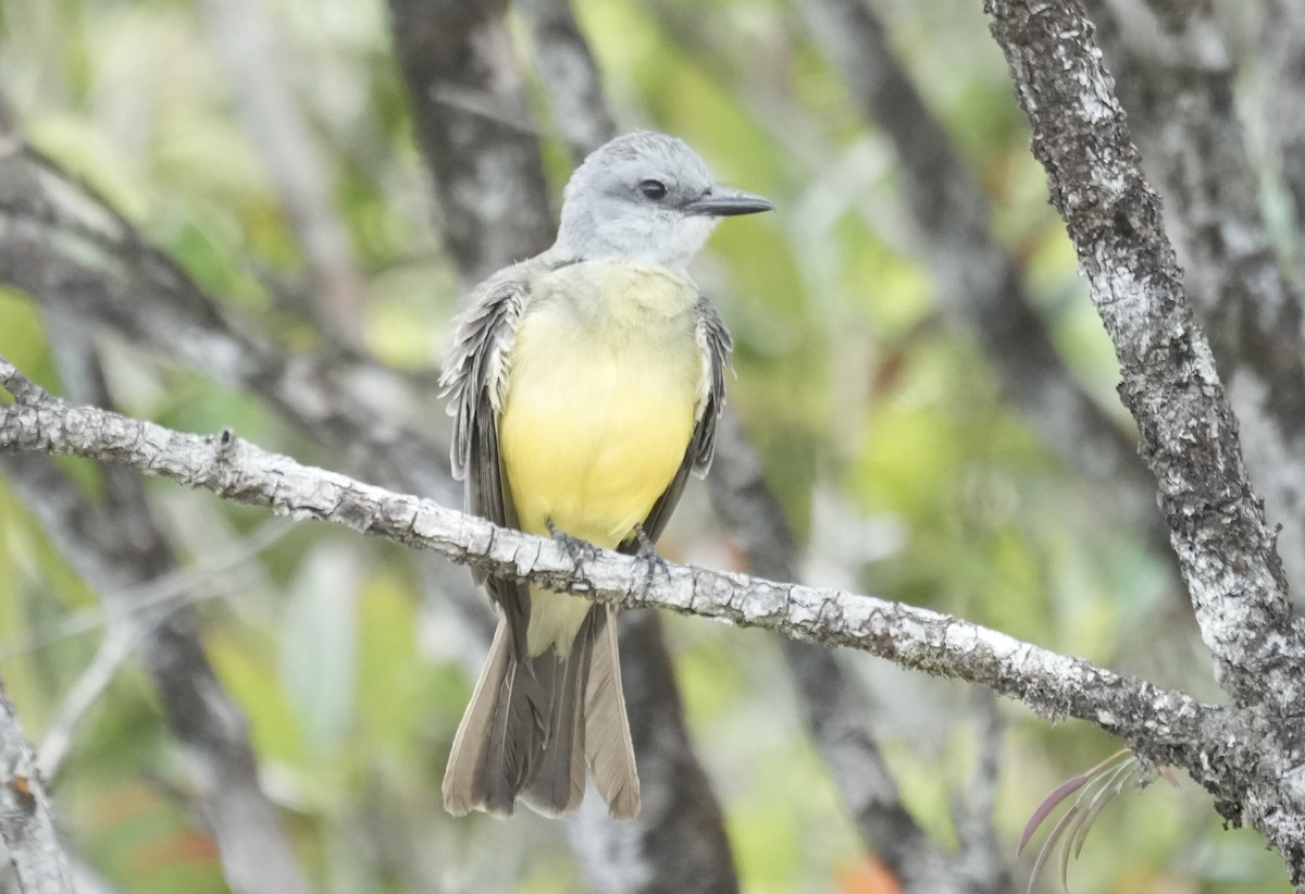 Tropical Kingbird - ML615895616