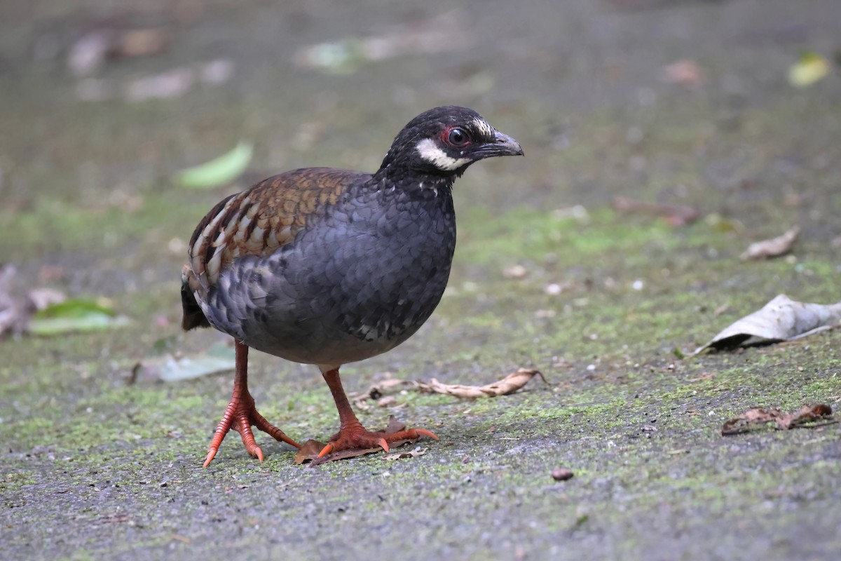 Malayan Partridge - Marian W