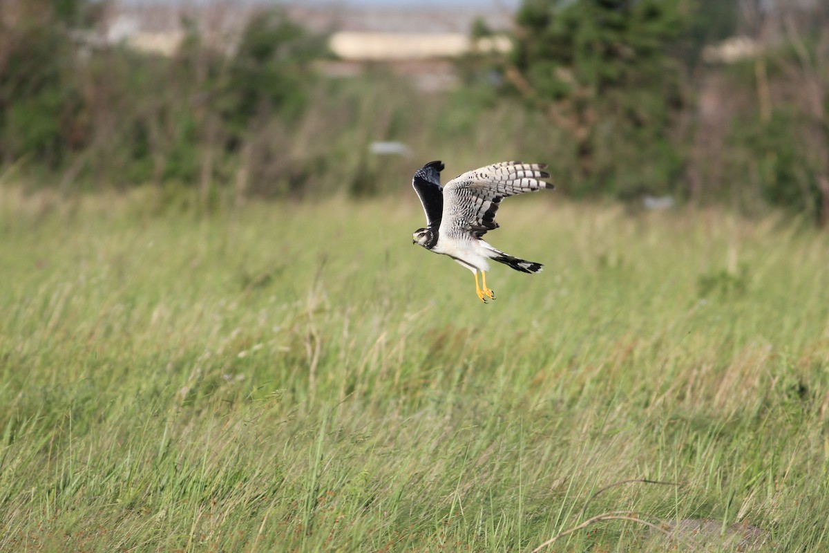 Long-winged Harrier - ML615895701