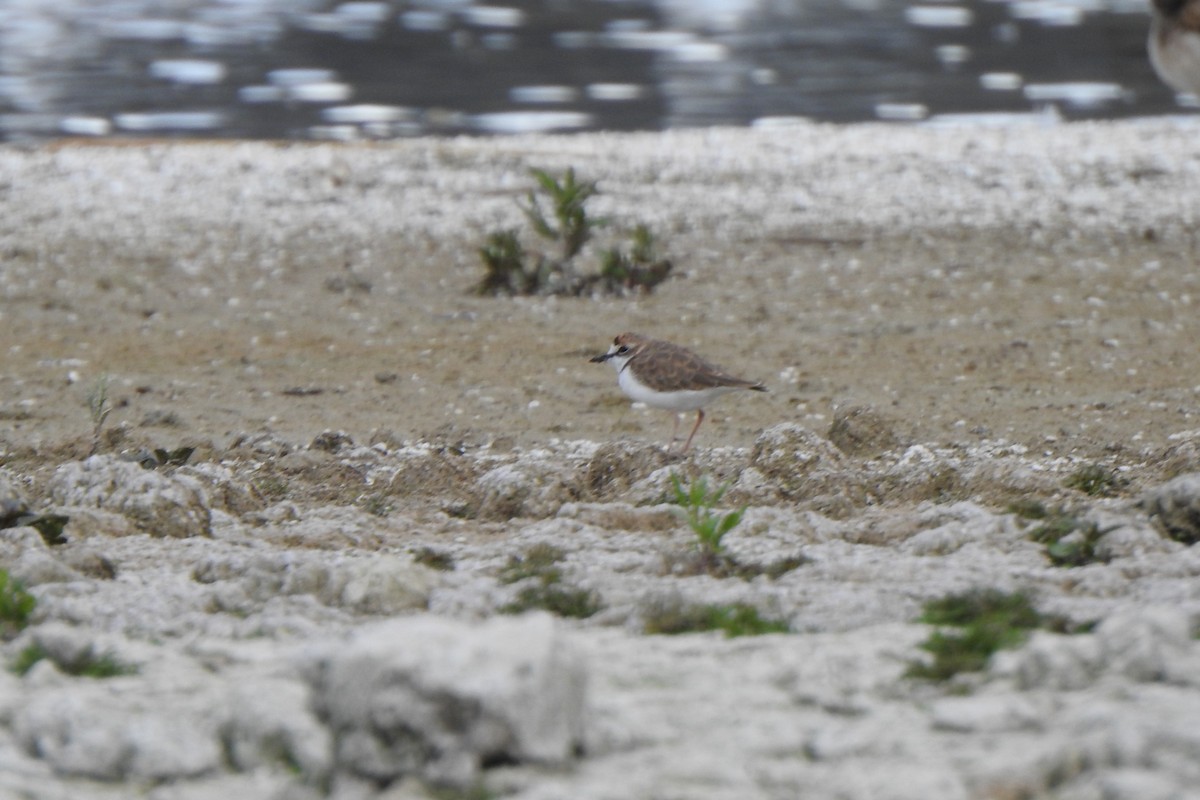 Collared Plover - ML615895709
