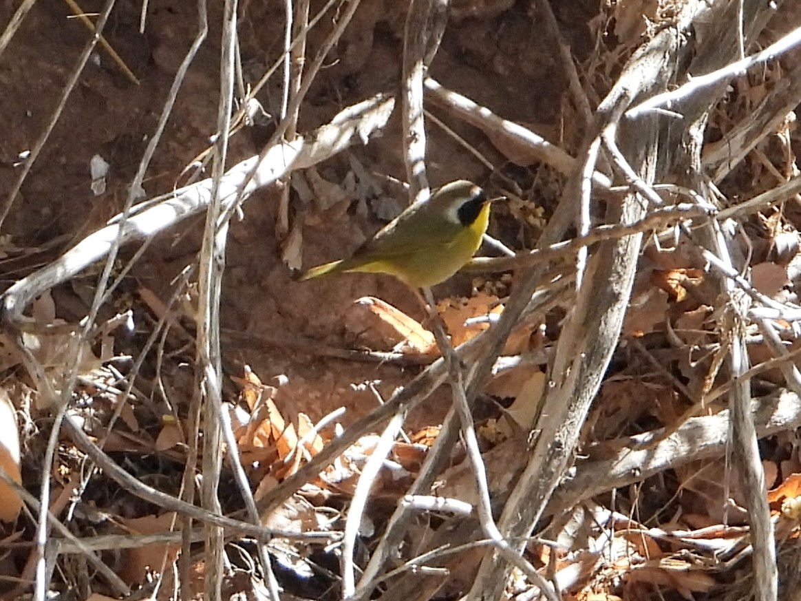 Common Yellowthroat - ML615895710