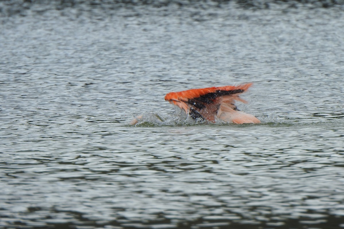 Chilean Flamingo - ML615895718