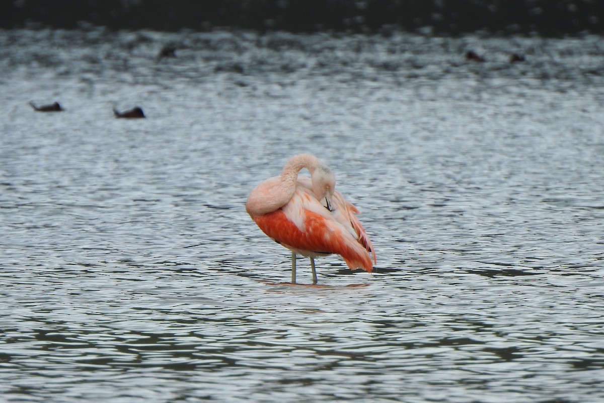 Chilean Flamingo - ML615895719