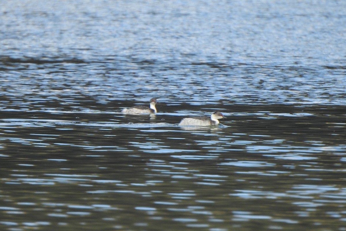 Silvery Grebe - Diego Castelli