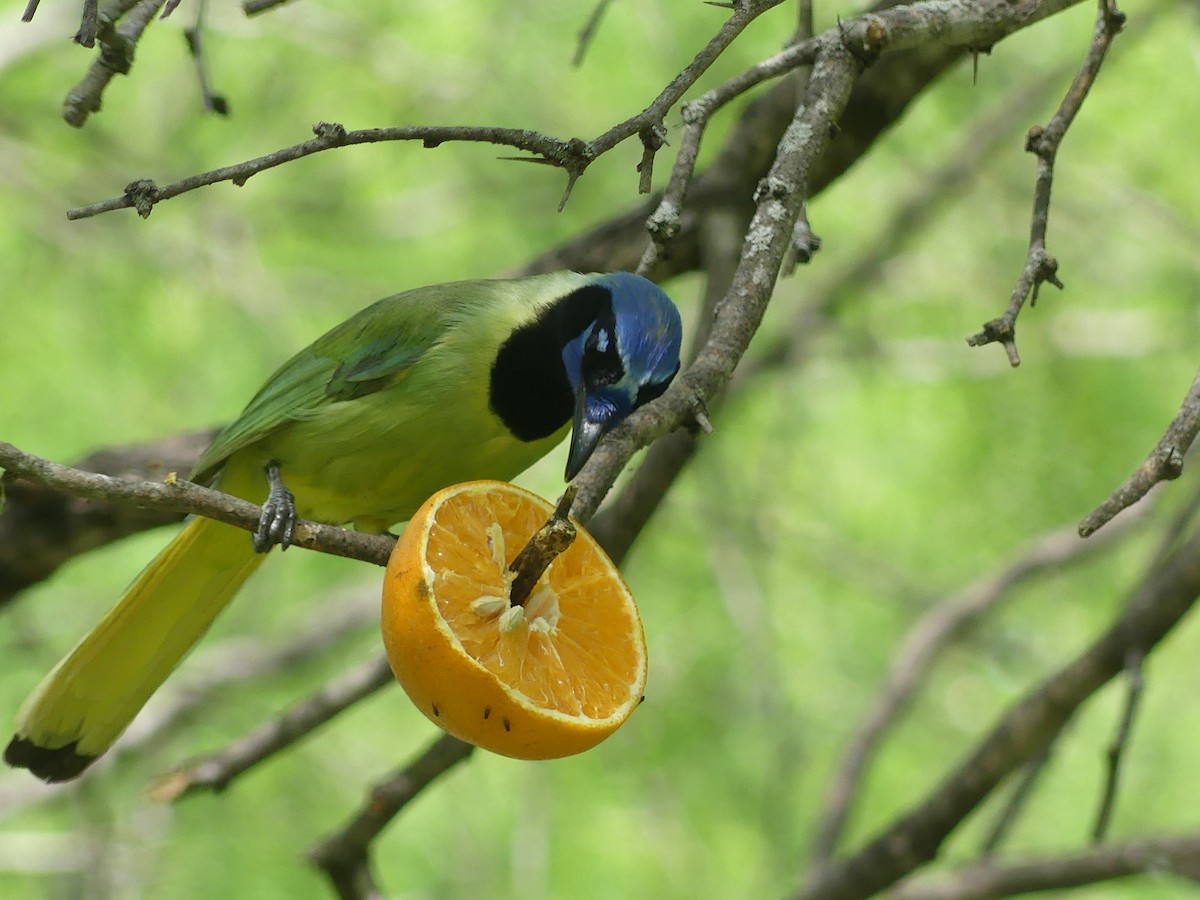 Green Jay - Anonymous