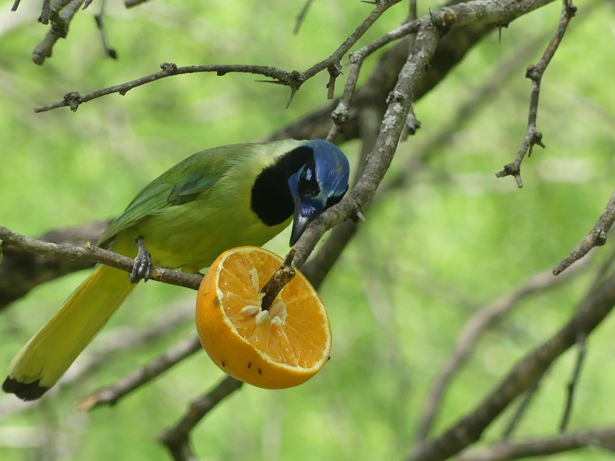 Green Jay - ML615895759