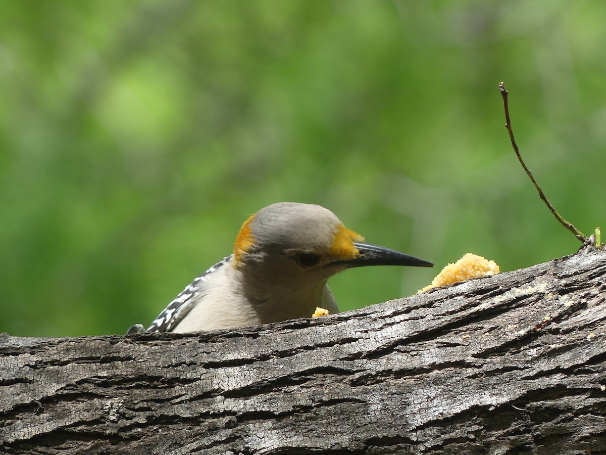 Golden-fronted Woodpecker - Anonymous