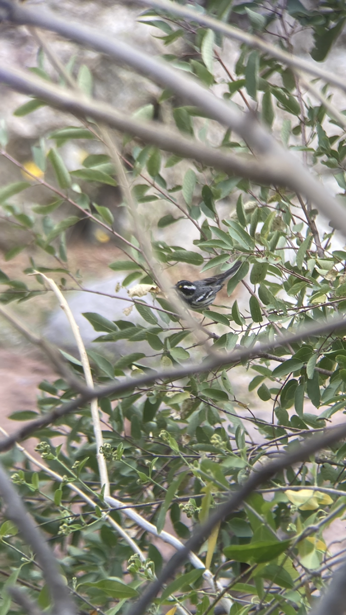 Black-throated Gray Warbler - ML615895800