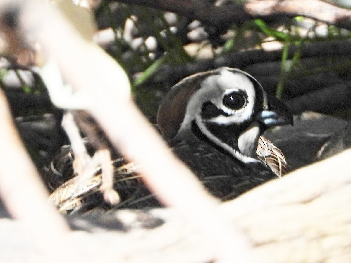 Montezuma Quail - Debbie Jacquez