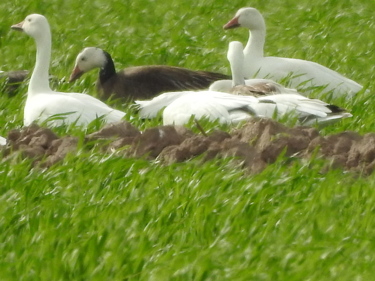 Snow Goose - Elizabeth Perez Aleman