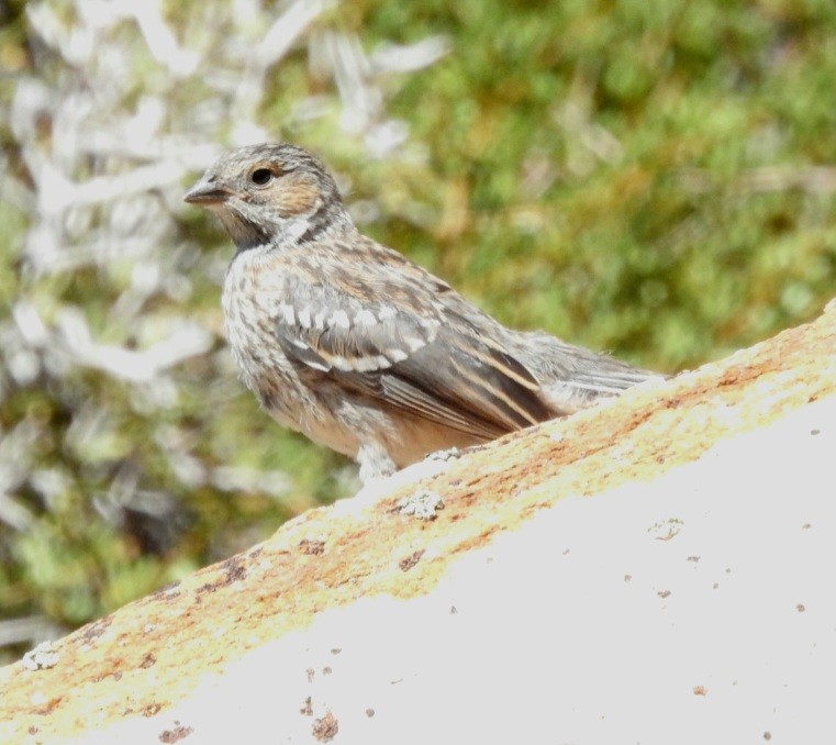 Mourning Sierra Finch - ML615895851