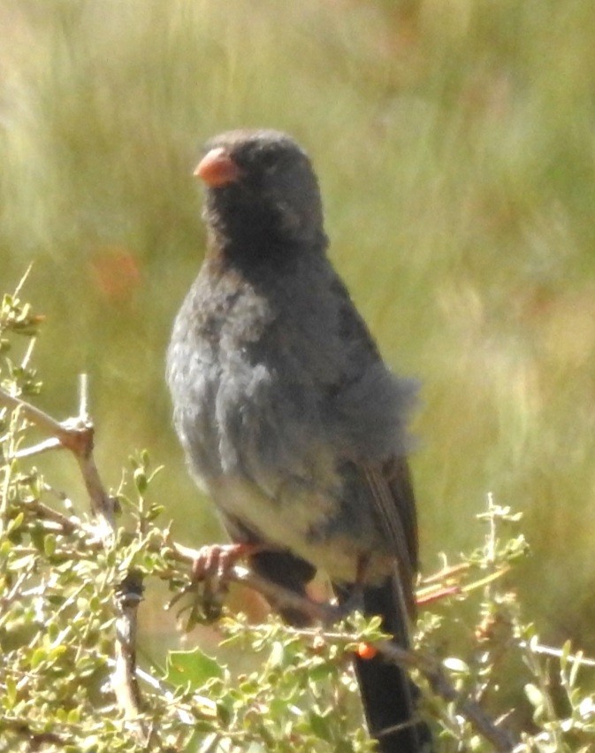 Mourning Sierra Finch - ML615895852