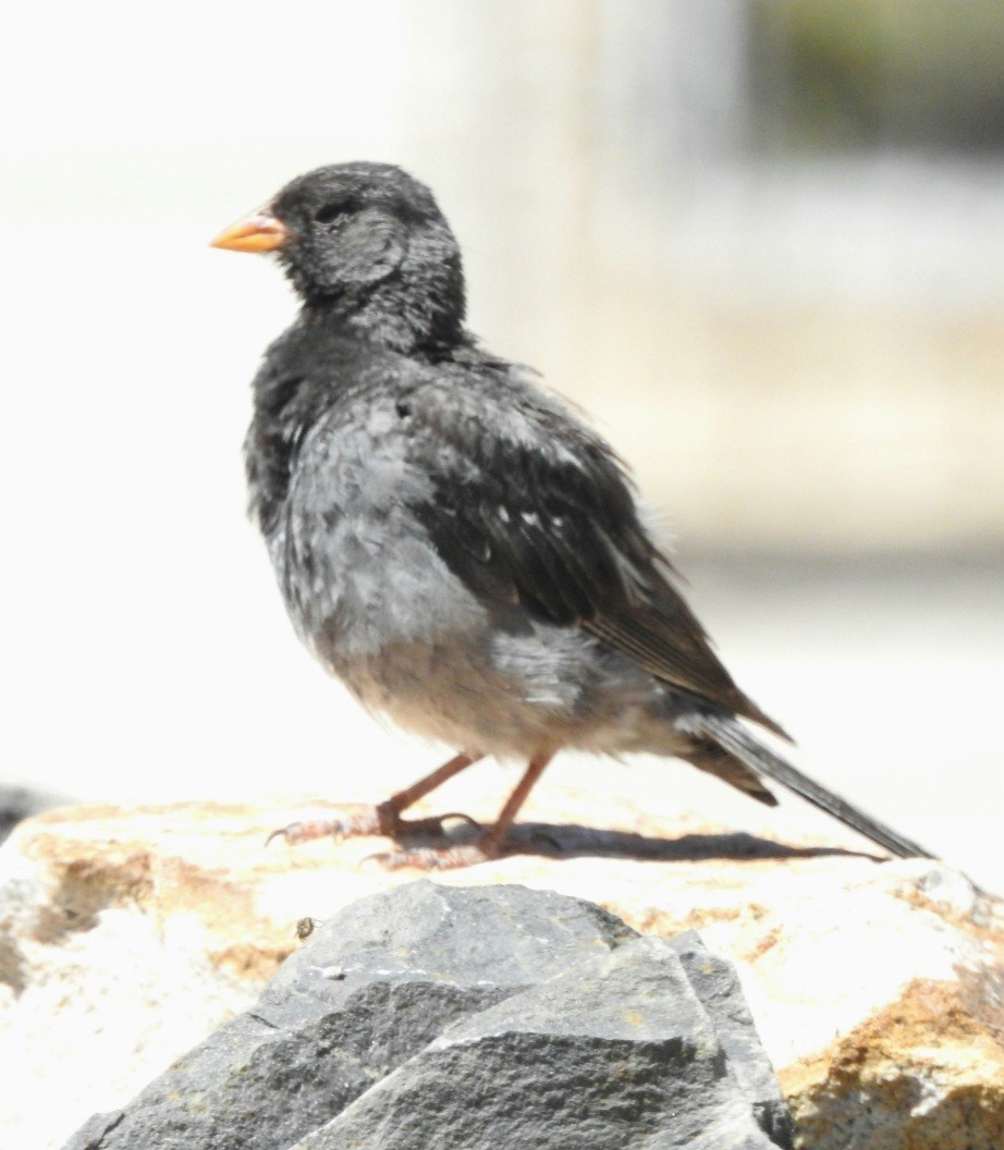 Mourning Sierra Finch - ML615895853