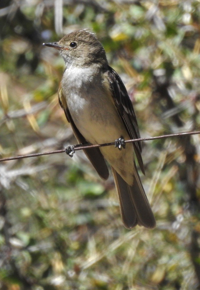 White-crested Elaenia - ML615895860