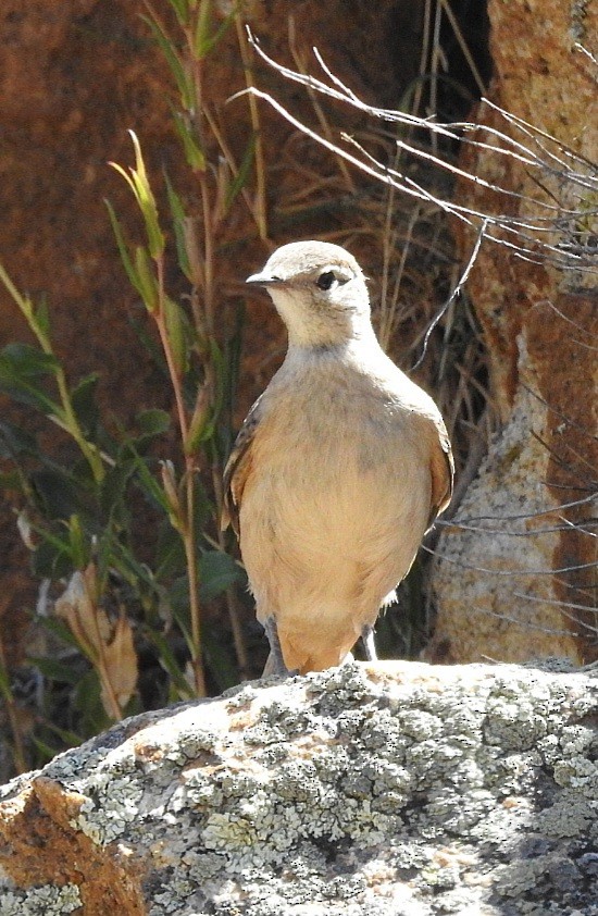 Rufous-banded Miner - ML615895896