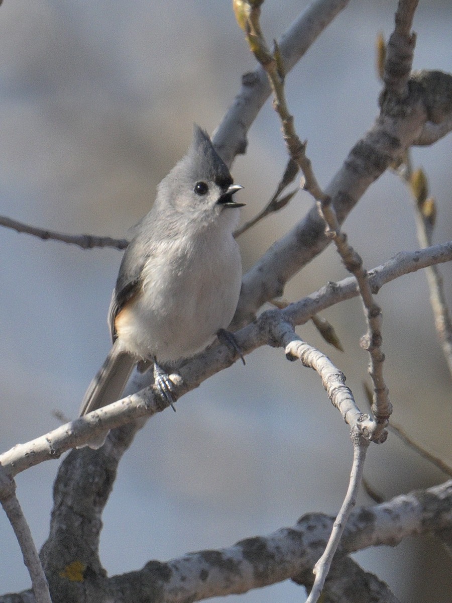 Tufted Titmouse - ML615895937