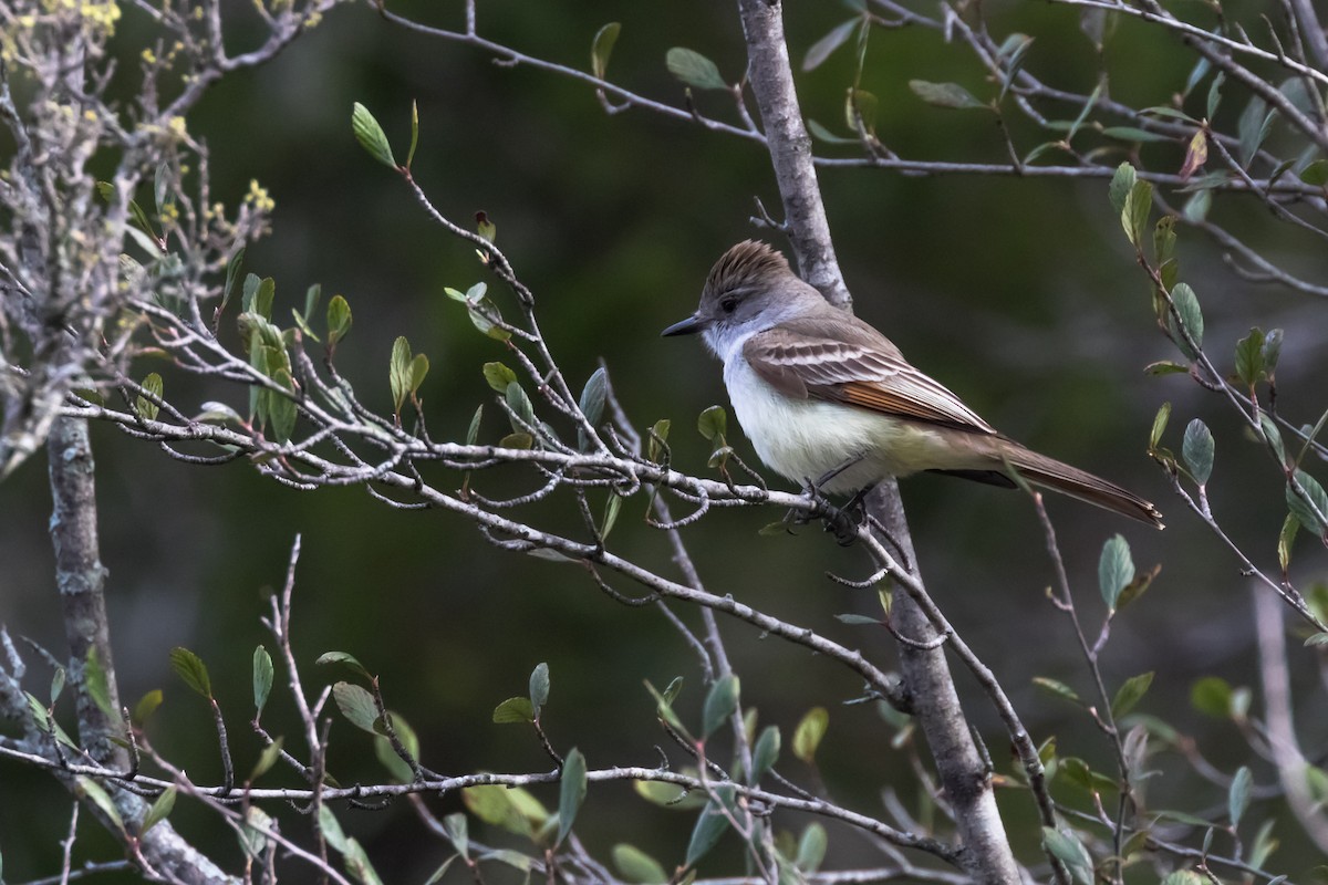 Ash-throated Flycatcher - ML615895948