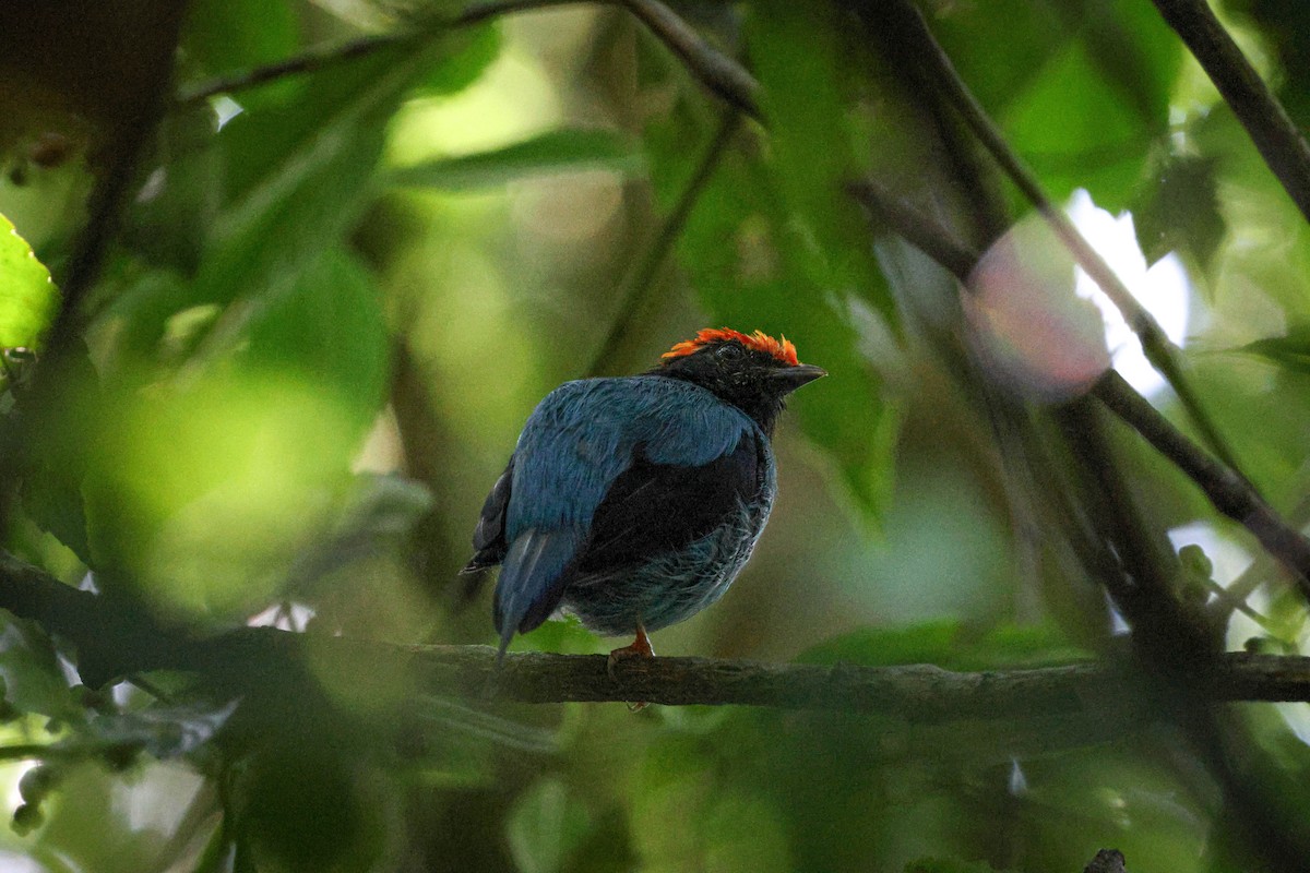 Swallow-tailed Manakin - Skip Russell