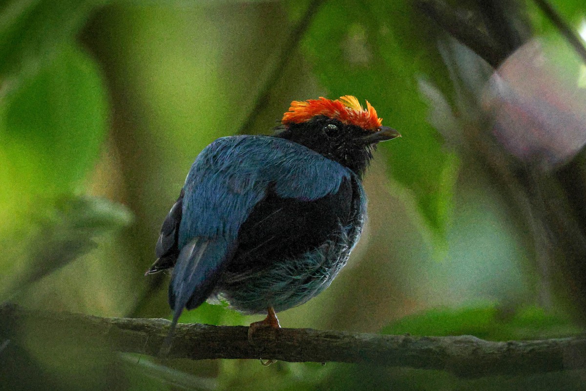 Swallow-tailed Manakin - Skip Russell