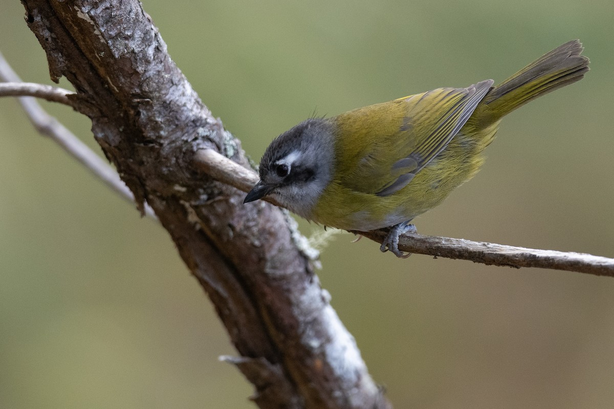 Common Chlorospingus (Middle America) - ML615895969