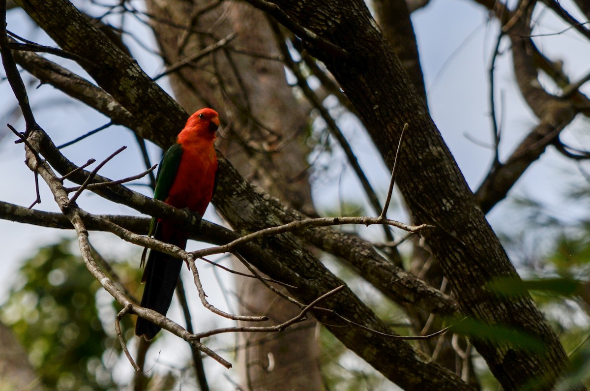 Australian King-Parrot - ML615895972