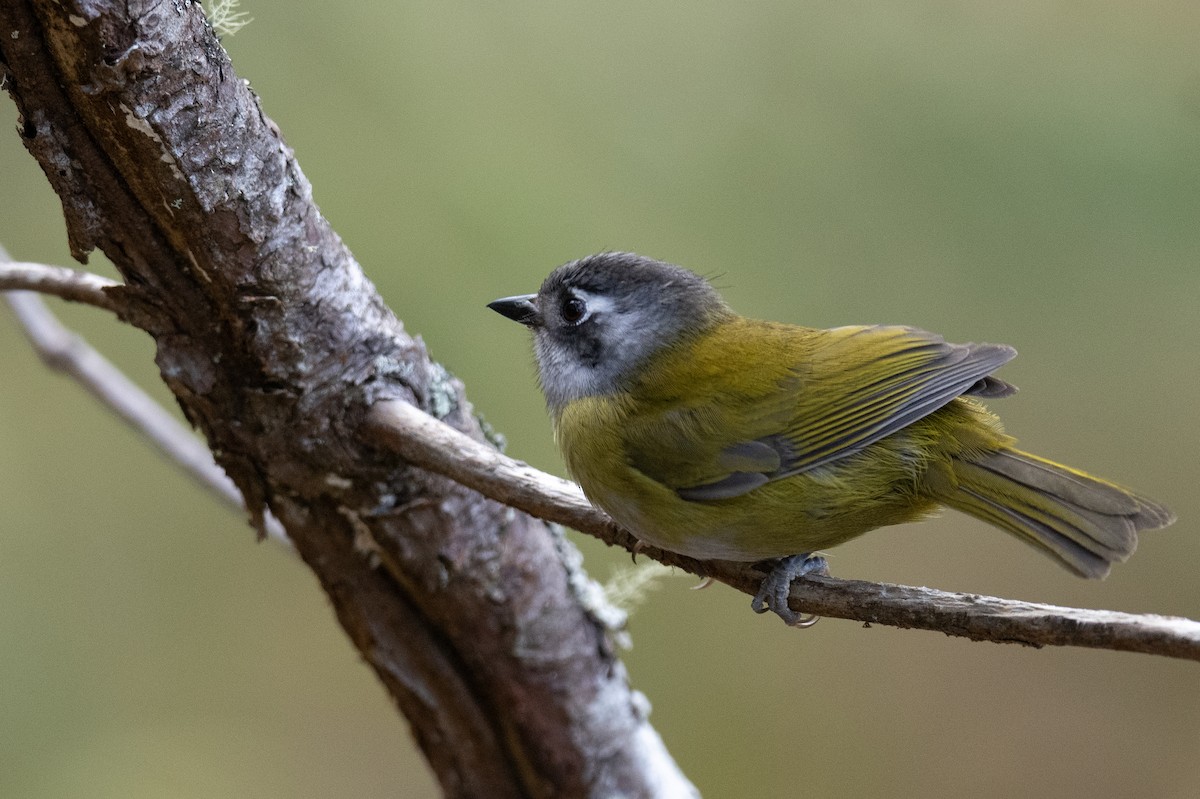 Common Chlorospingus (Middle America) - ML615896003