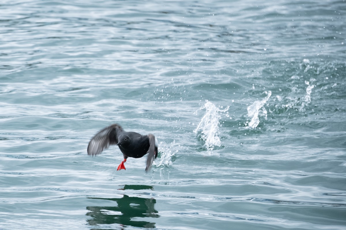 Pigeon Guillemot - ML615896025