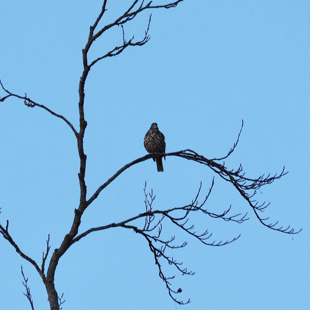 Mistle Thrush - Gavin Nupp