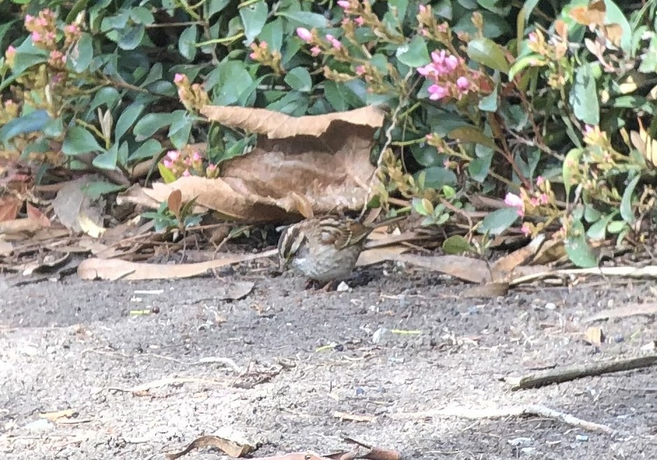 White-throated Sparrow - ML615896109