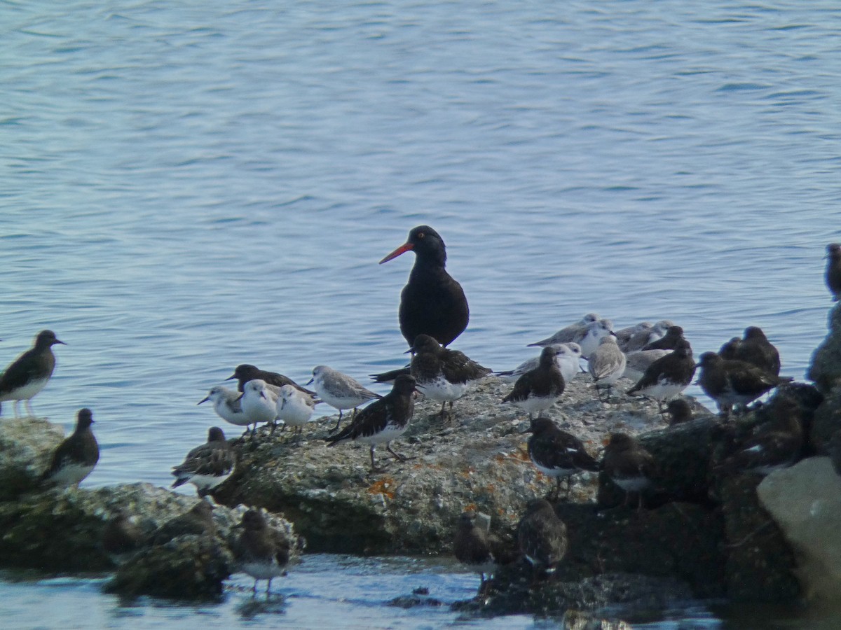 Black Oystercatcher - ML615896180