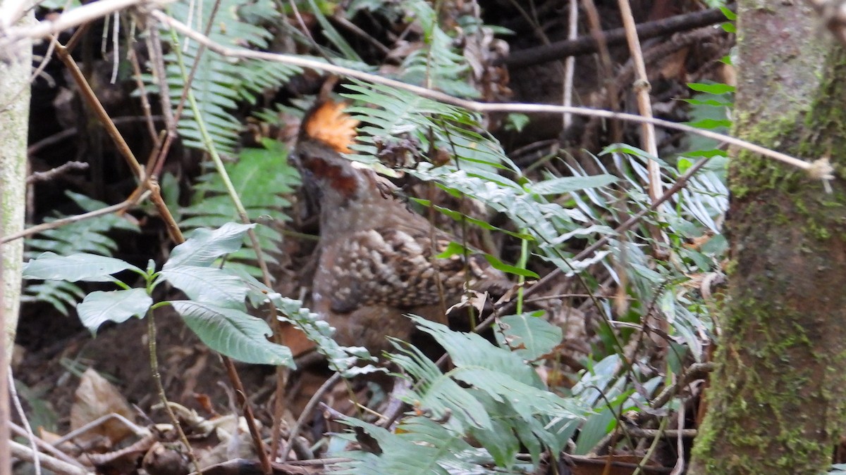 Spotted Wood-Quail - ML615896351