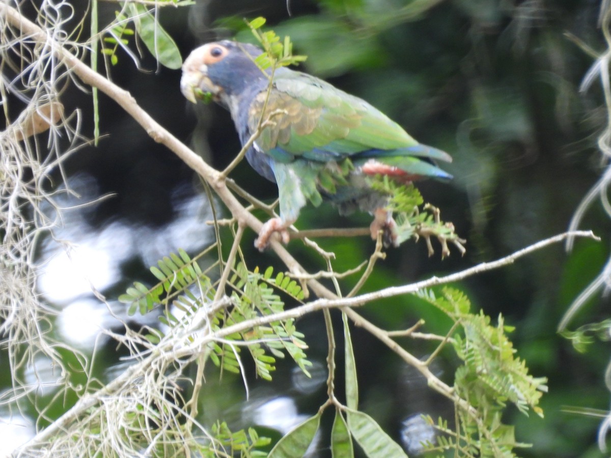 White-crowned Parrot - ML615896360