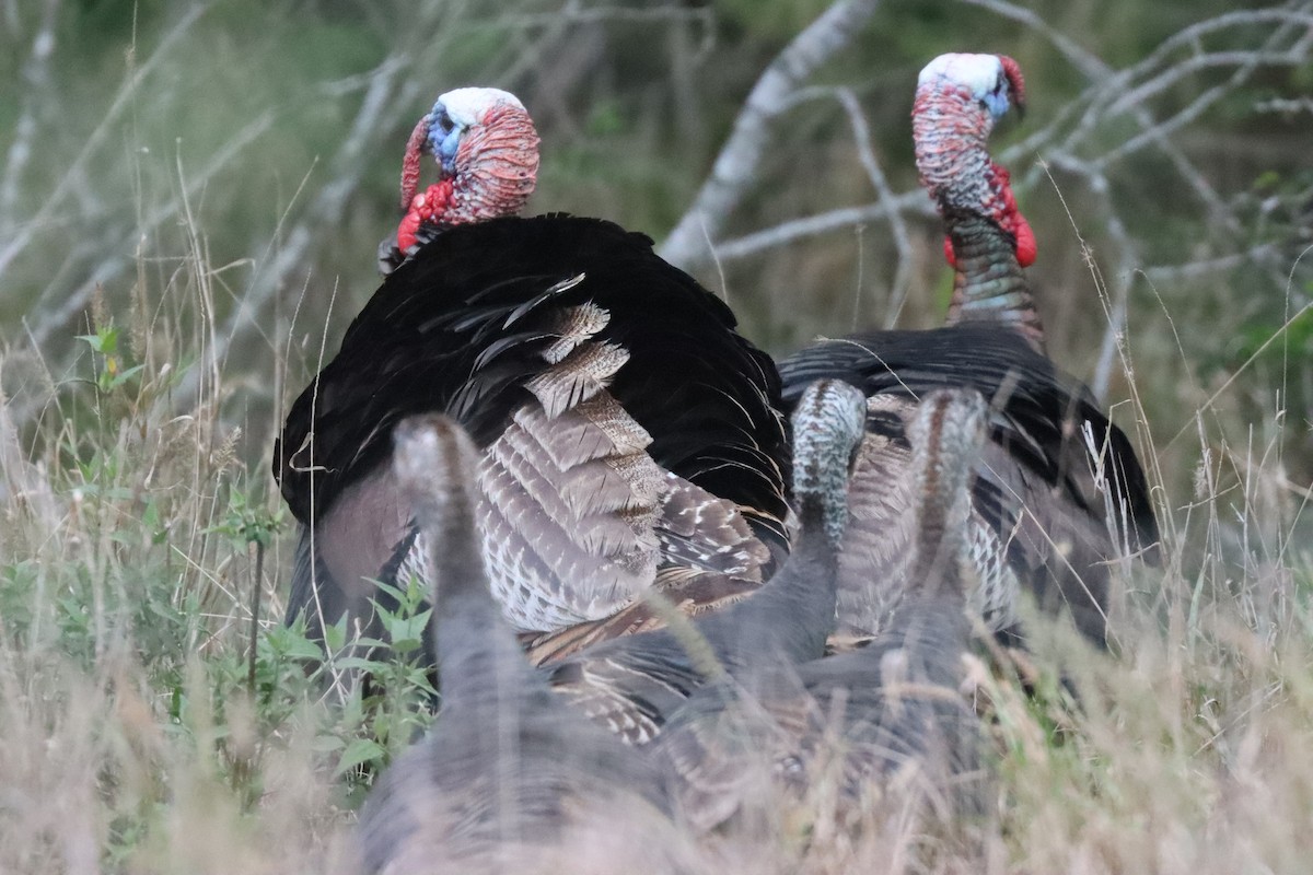 Guajolote Gallipavo - ML615896428