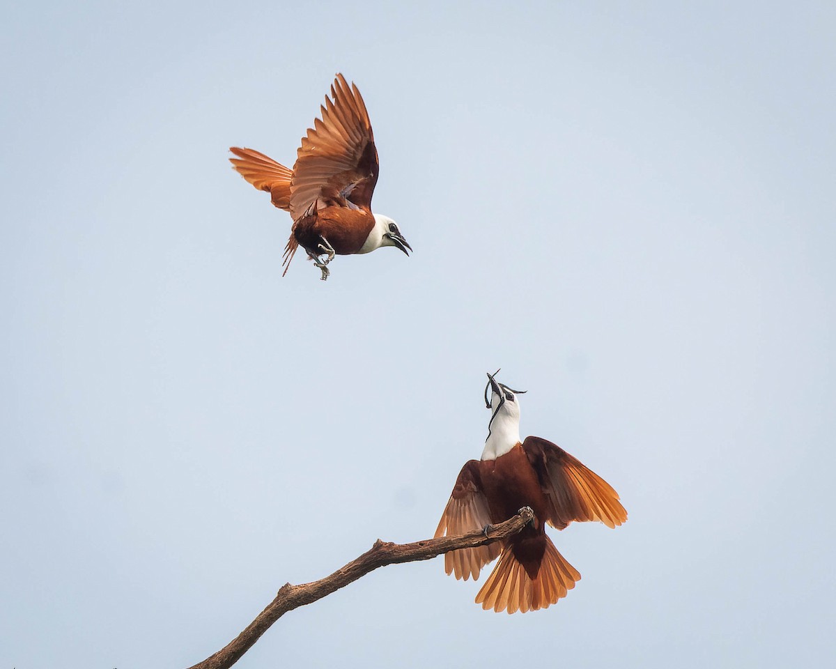 Three-wattled Bellbird - ML615896473