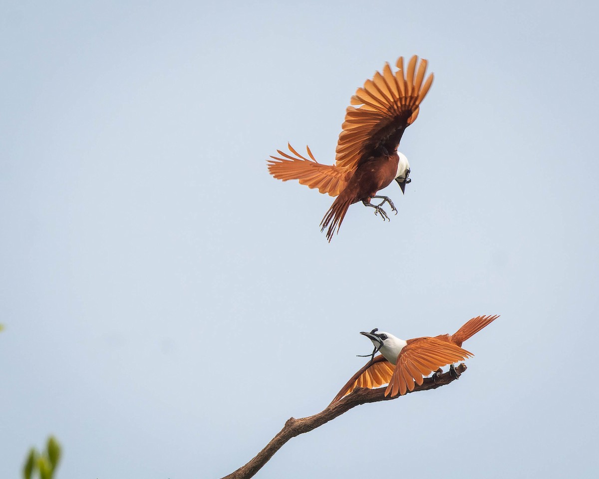 Three-wattled Bellbird - ML615896474