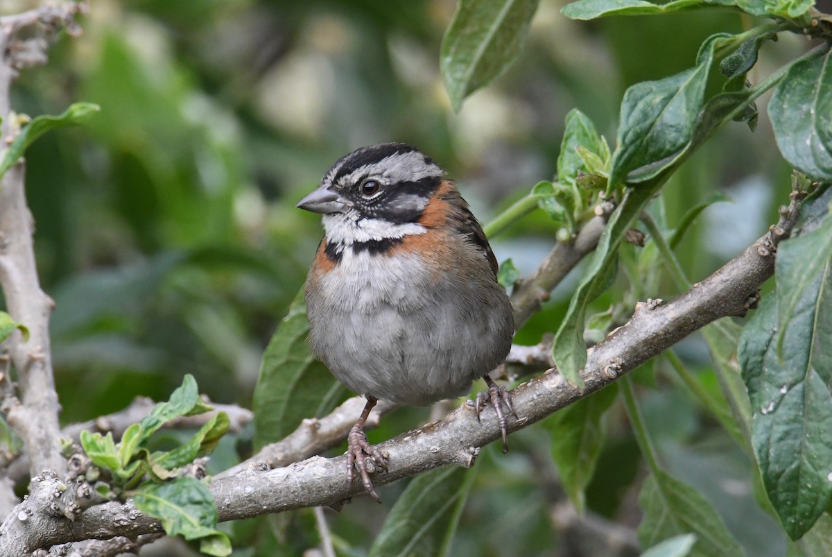 Rufous-collared Sparrow - ML615896476
